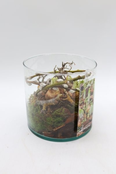 Narcis, cilinder, D 15