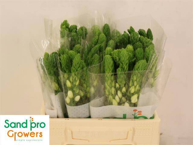 Орнитогалум Тирсоидес Милки Вэй 35, шт.