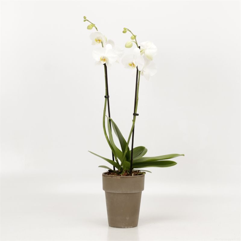 Phalaenopsis overig wit 2 tak wit in Megane grijs pot 13cm, D 13