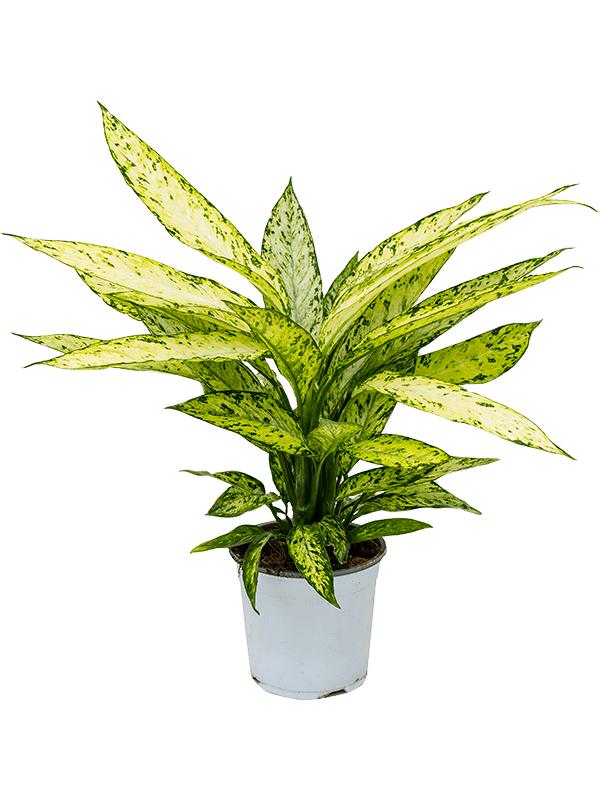 Dieffenbachia 'Vesuvius', D 17 cm