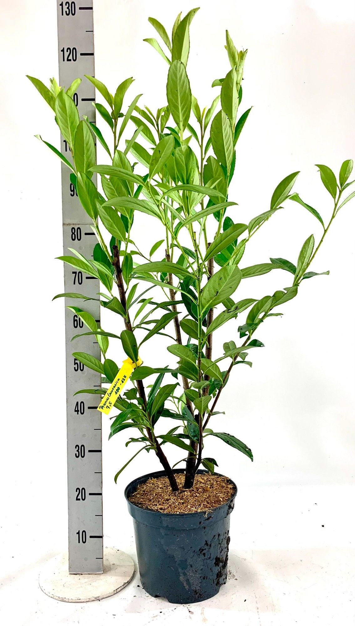 Prunus laur. 'Caucasica 100-125 cm, D 26 cm