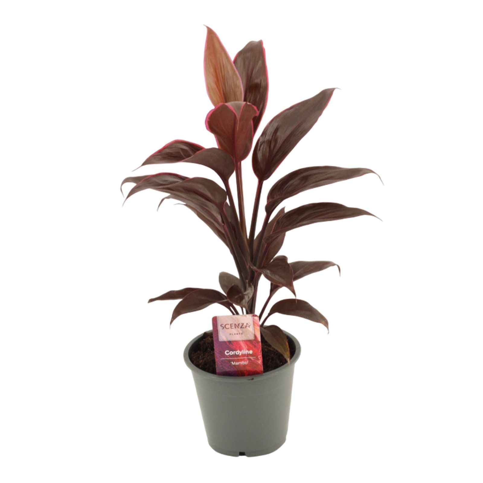 Cordyline Mambo 12 cm, D 12 cm