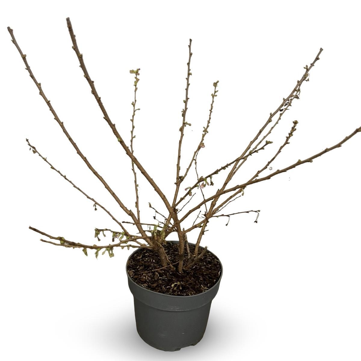 Prunus subh. 'Autumnalis Rosea', D 21