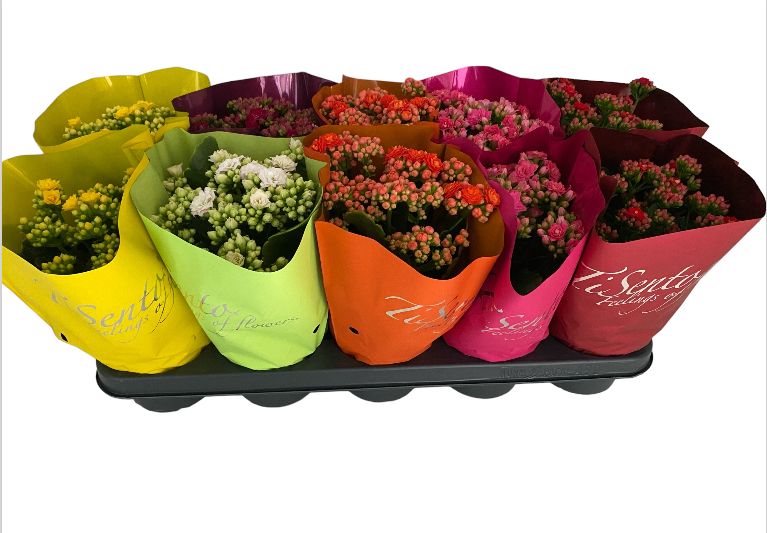 Calandiva 12 cm - Vrouwen dag/ Womens day, D 12