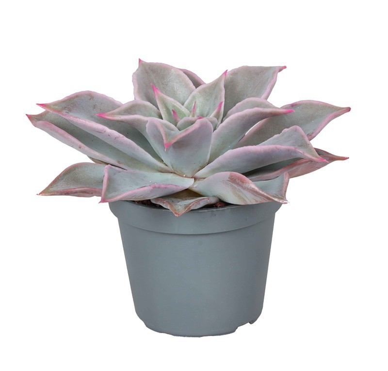 ECHEVERIA HYBRID 'MADIBA', D 6 cm