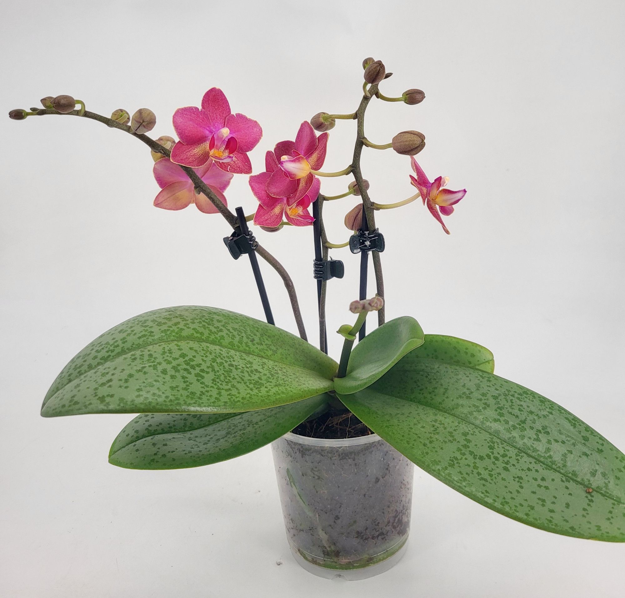 Phal 3 tak 'Secret Fragrance' 9 cm Topf 'Table Dance' (Duft), D 9 cm