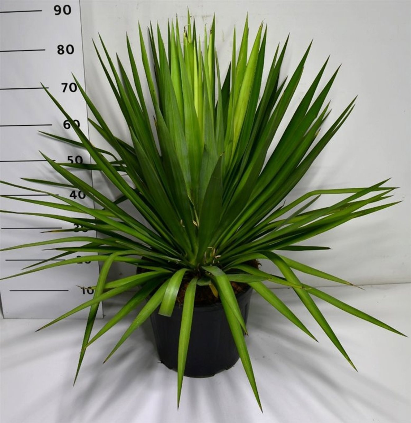 Yucca gloriosa, D 38