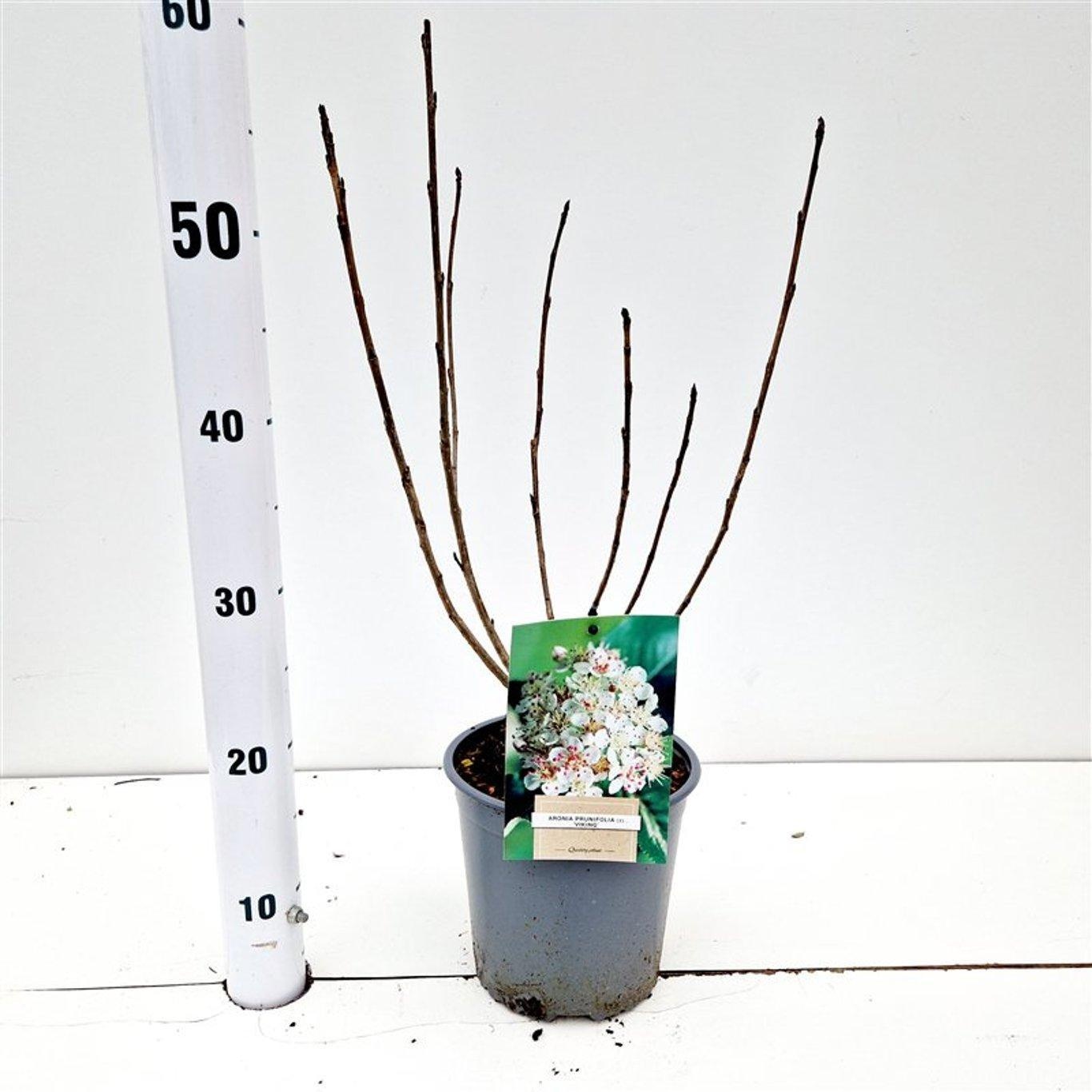 Aronia prunifolia ‘Viking’, D 17