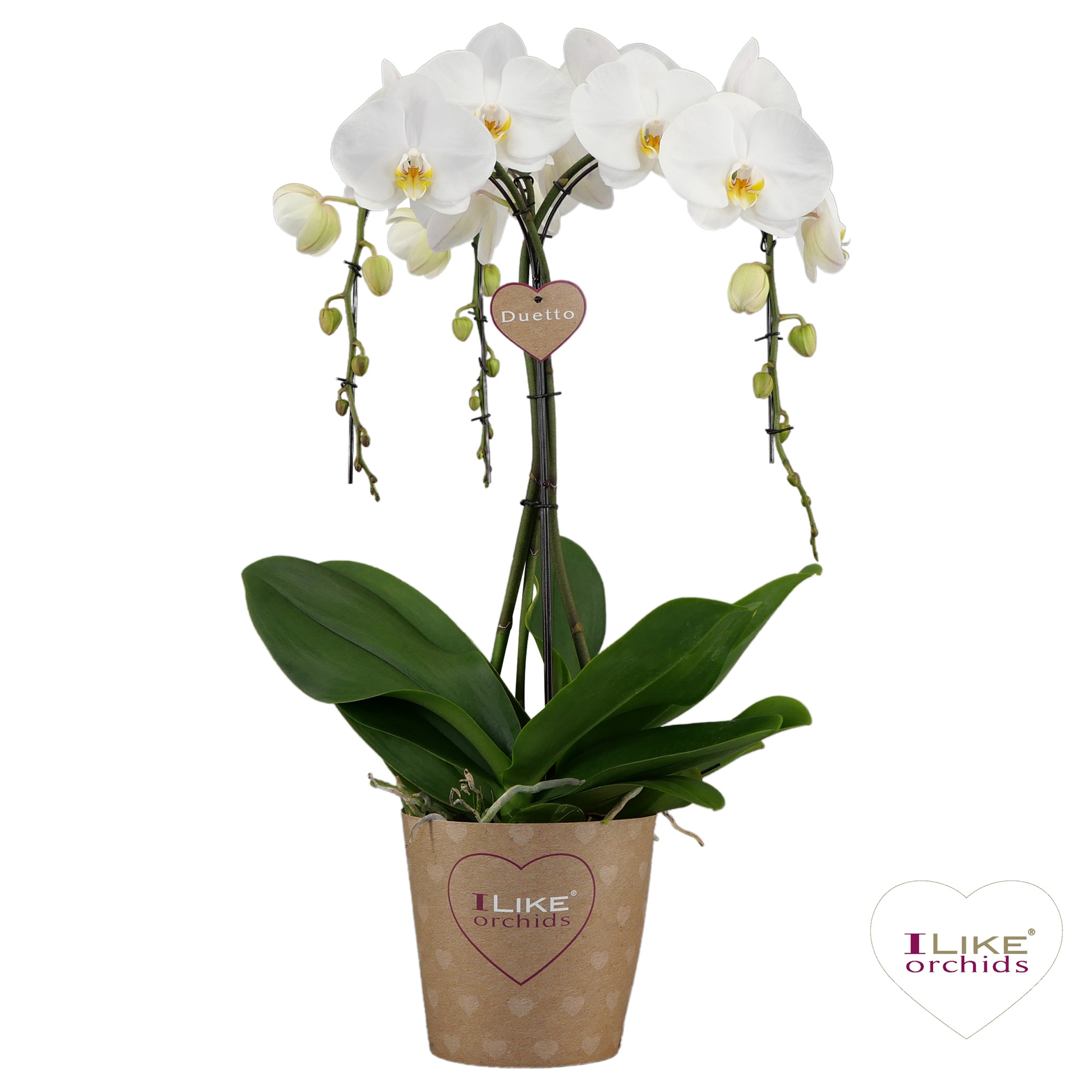 Duetto Ornamento Oxford - 3 tak, D 17 cm