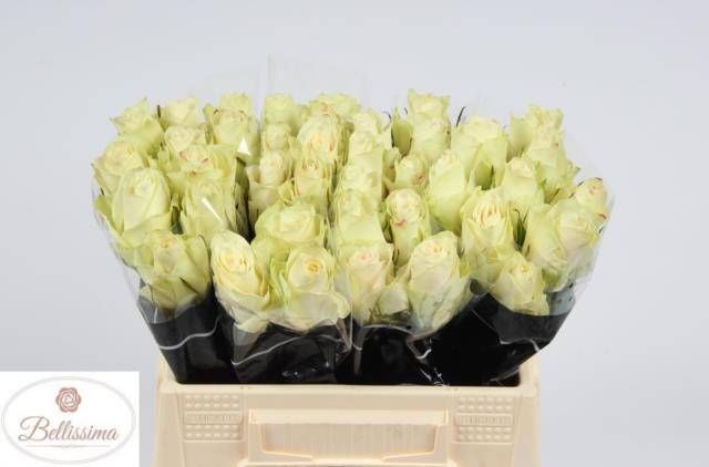 Роза од. Атена 40, шт.