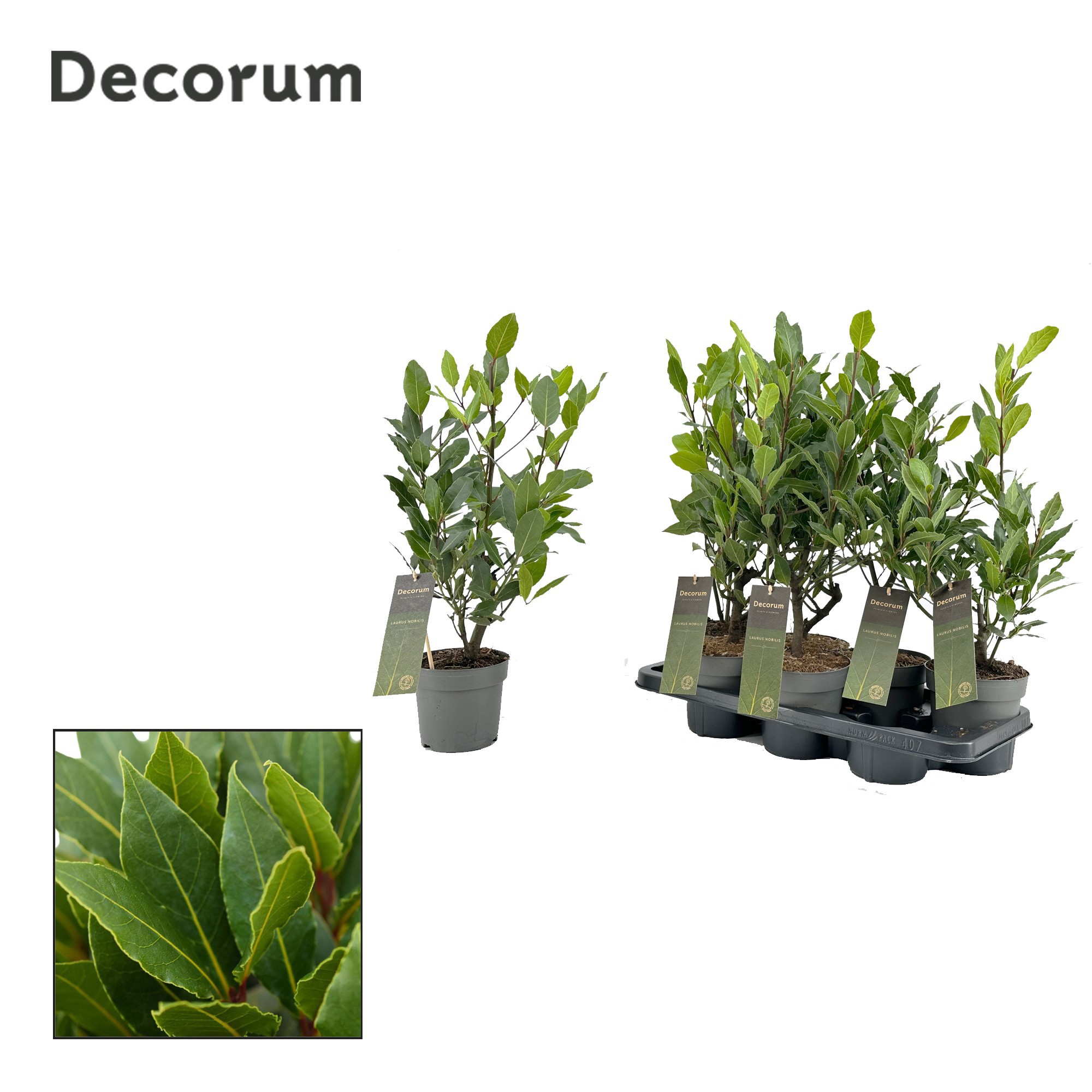 Laurus nobilis Struik (stek), D 14