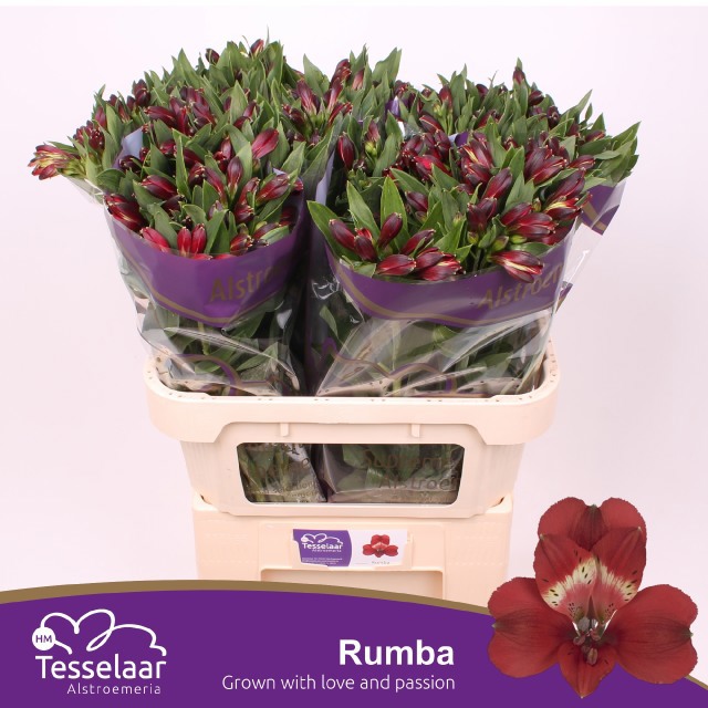 Альстромерия Румба (красн.), шт.