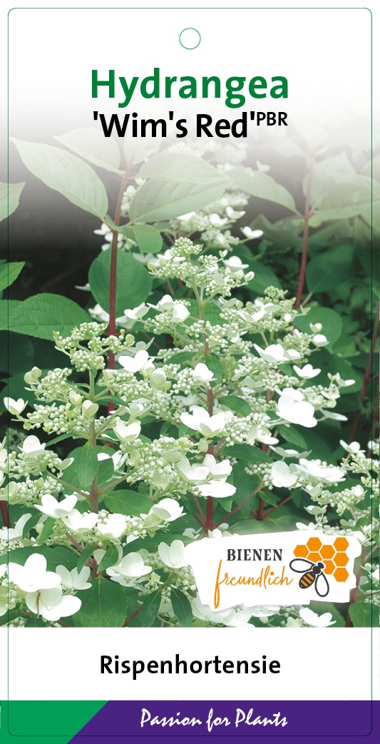 Hydrangea pan. 'Wim's Red' 50-60C7, D 25 cm