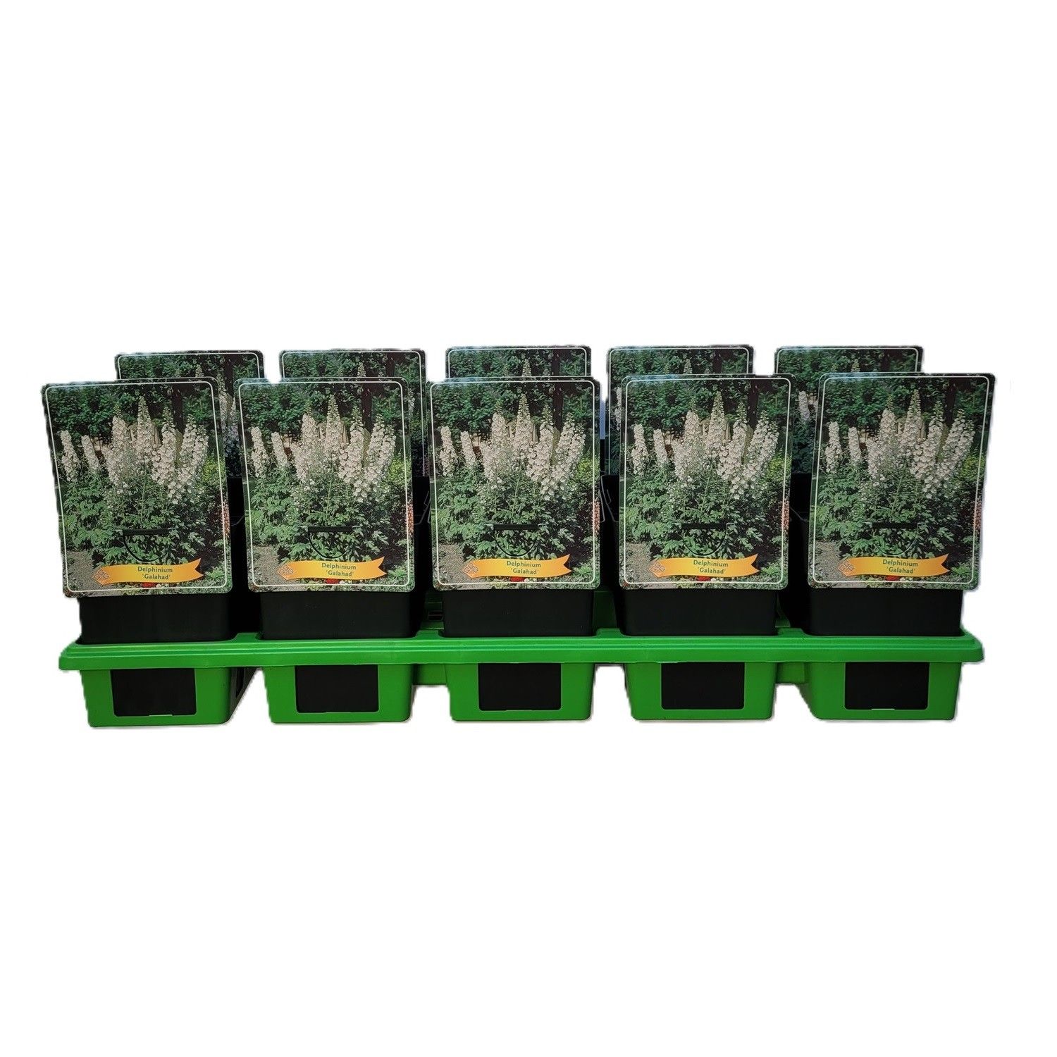 Delphinium 'Galahad' P11, D 11 cm