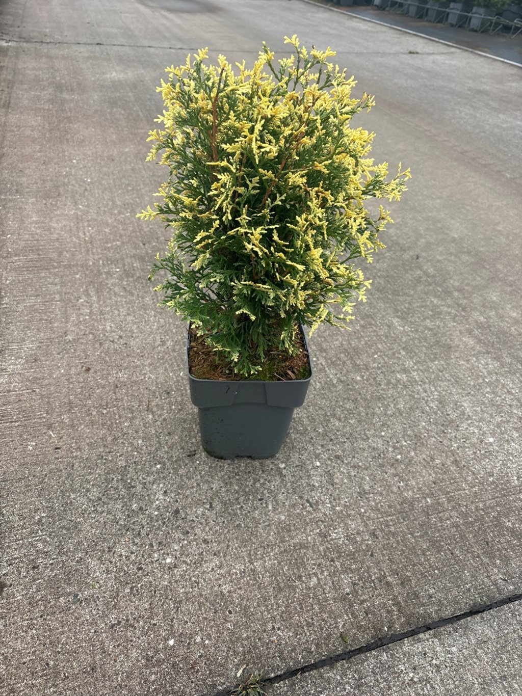 Thuja occ. 'Piccadilly', D 19