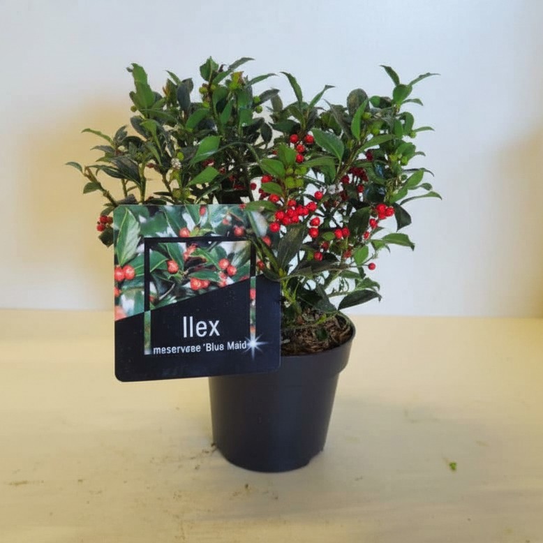 Ilex meserv. 'Blue Maid' Struik met bes, D 17 cm