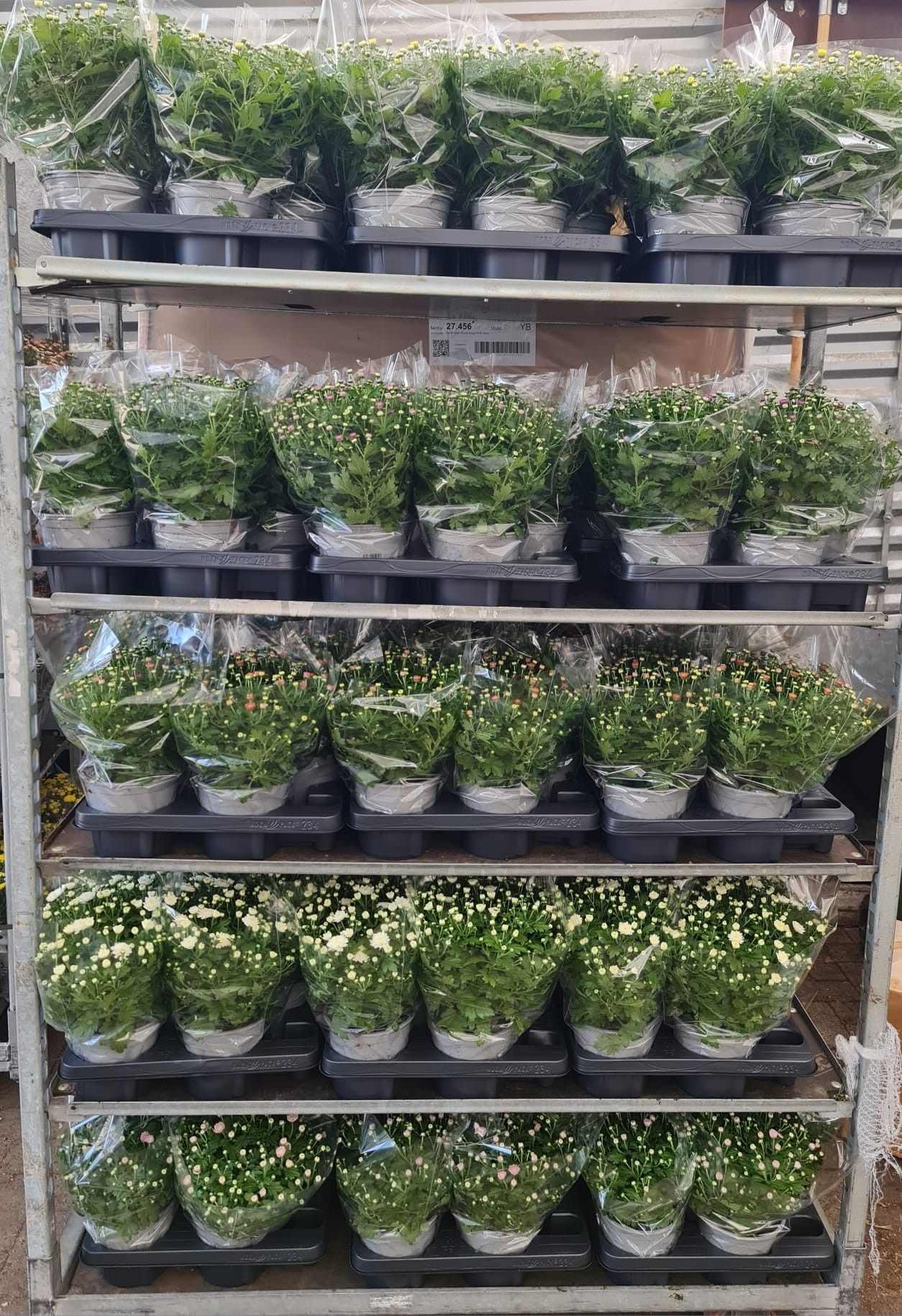 Chrysanthemum 15 cm mix kar, D 15