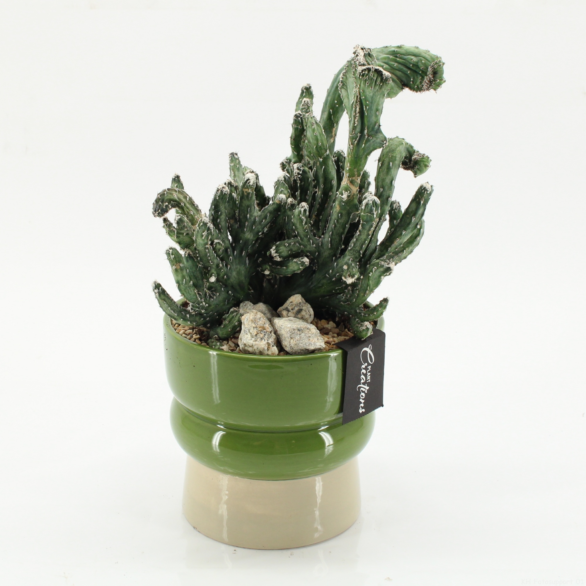 CTCR-2621 Cactus Essentials, D 14