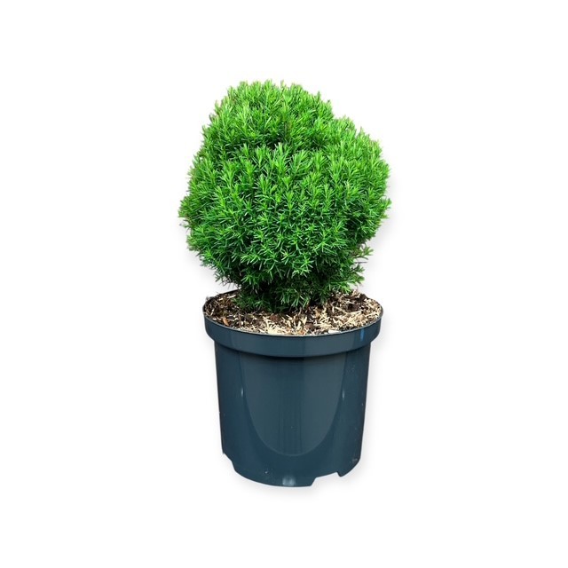 Thuja o. 'Teddy', D 18