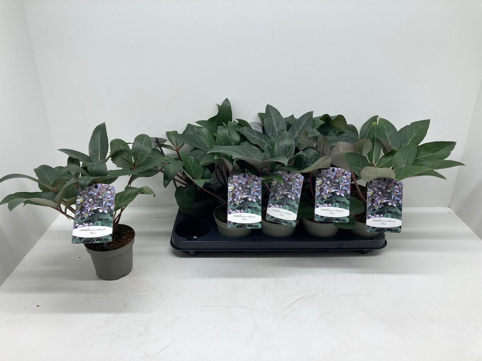 Helleborus sternii 'Tom', D 12 cm