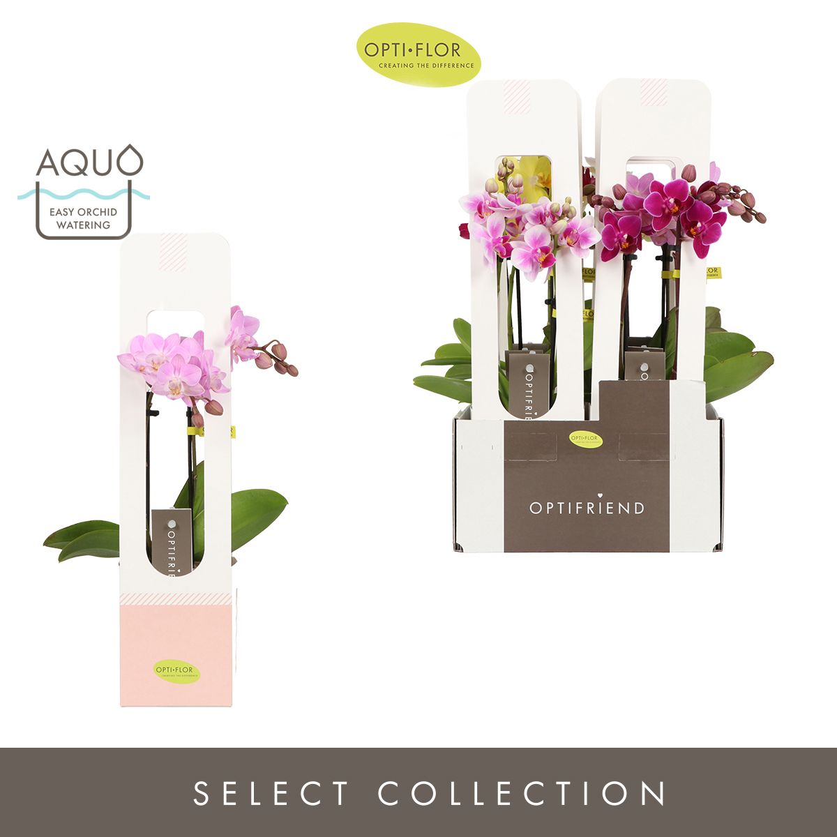 Optifriend Mix 2 spike in Emilia Mix Aquo in Giftpack, D 7 cm