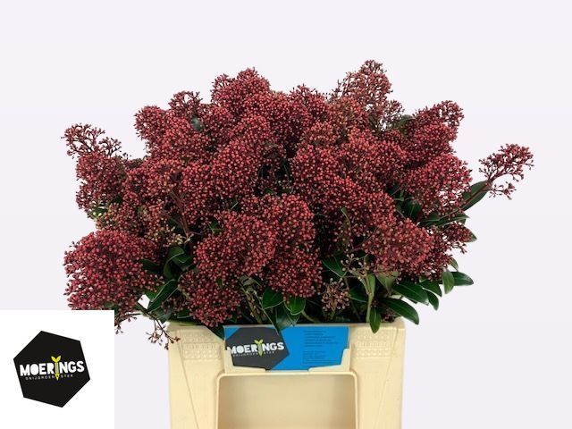 Скимия Рубелла за пучок 40 (красн.), пуч.