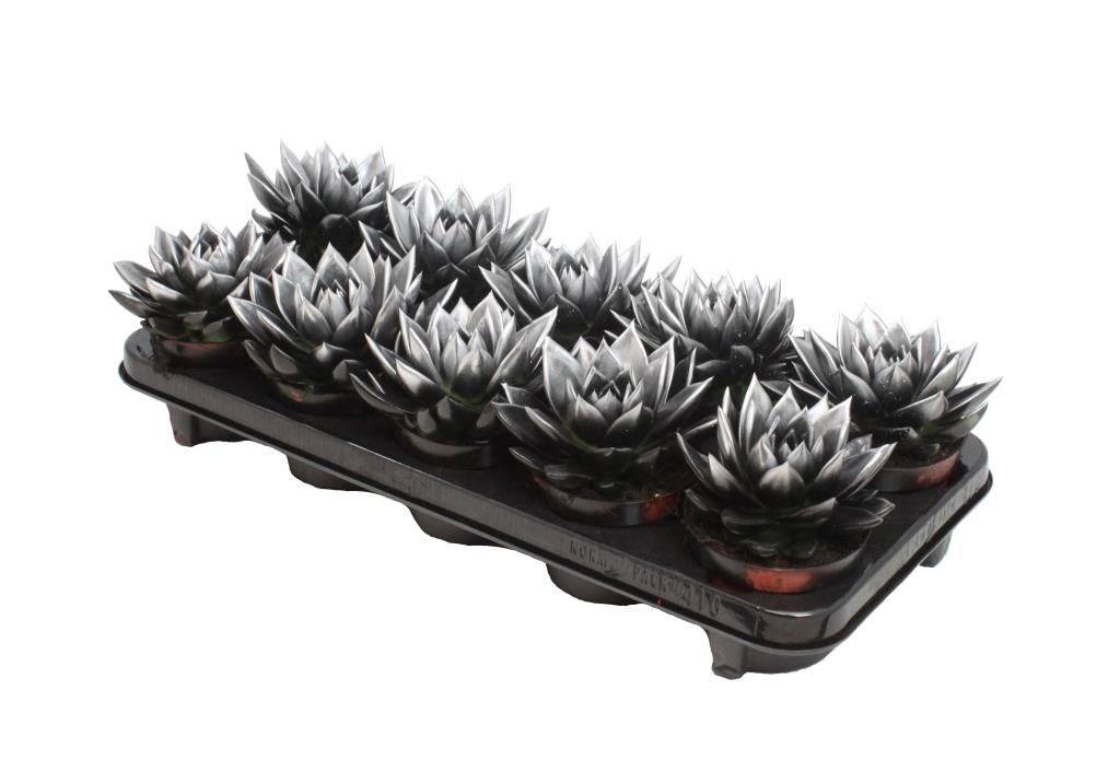 Miranda bicoloured black/silver, D 10,5