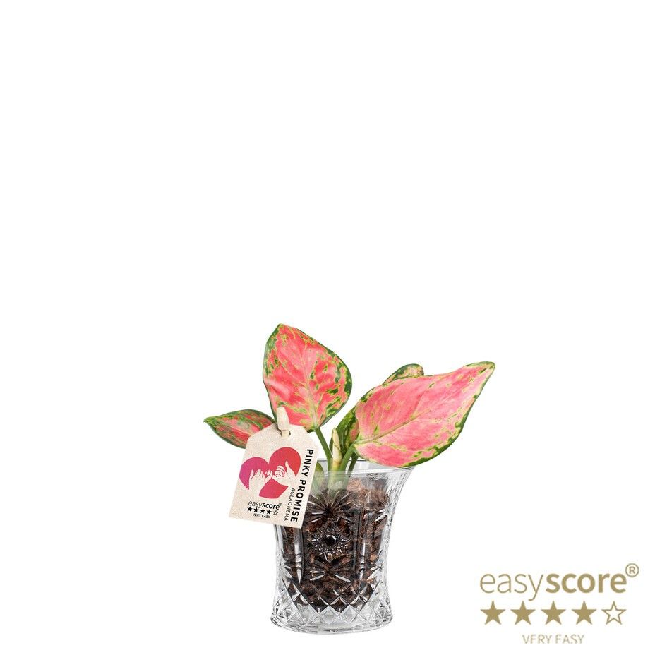 Crystal, Aglaonema ´Pinky Promise´, D 7