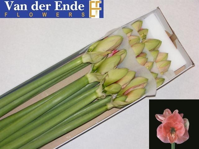 Амарилис Реве (светло-роз.) x12, шт.