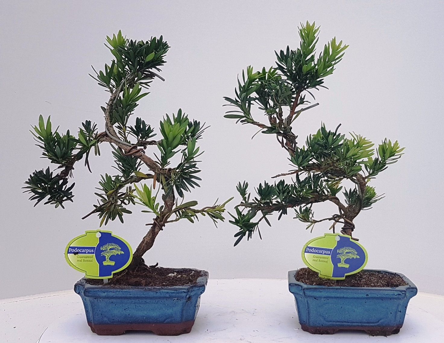 Podocarpus macrophyllus, 15cm., shape, without drip tray, D 15