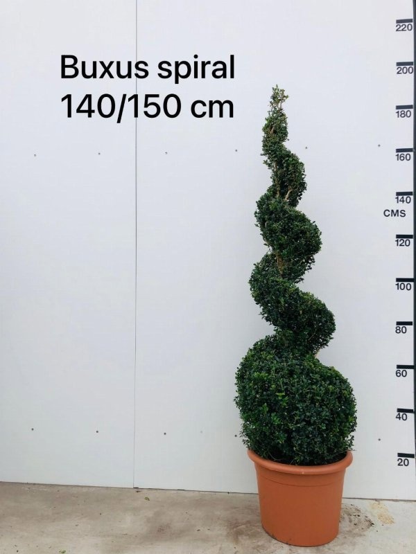 Buxus sempervirens, bol, D 48