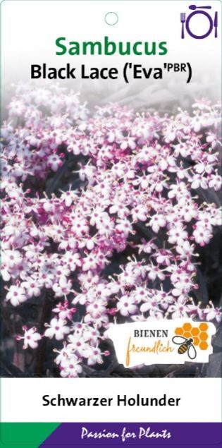 Sambucus nigra 'Black Lace' BüC5, D 23 cm