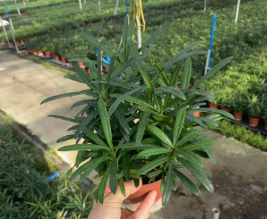 Подокарпус макрофйллус Таиван Хиноки Кйпресс 11 25