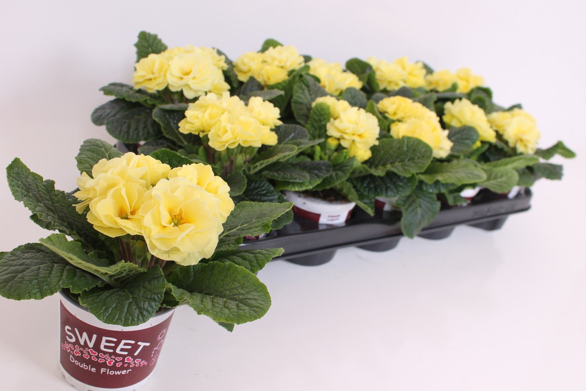 Primula Sweet Special - Rubens Lemon Shades, D 11