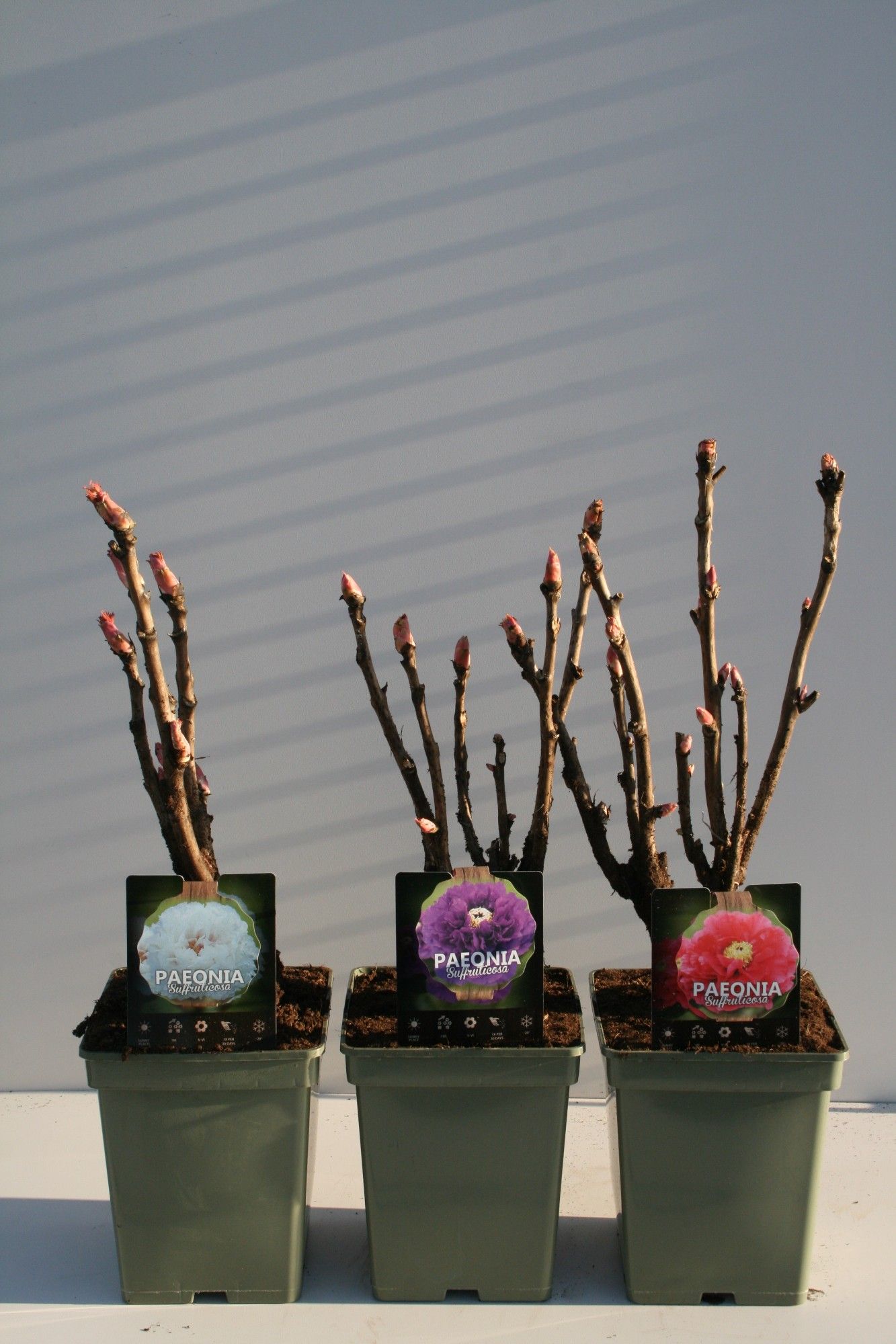 Paeonia Suffruticosa, D 23