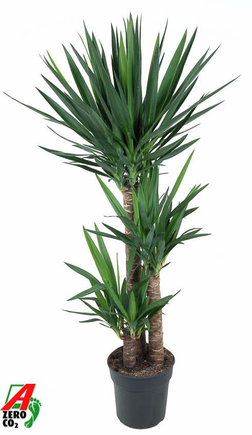 Yucca 90-60-30, D 27