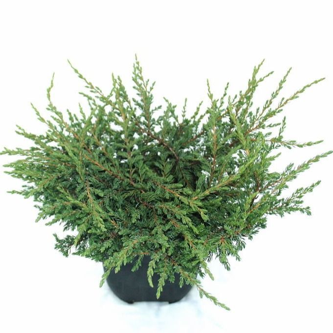 Juniperus communis 'Repanda' P17, D 17