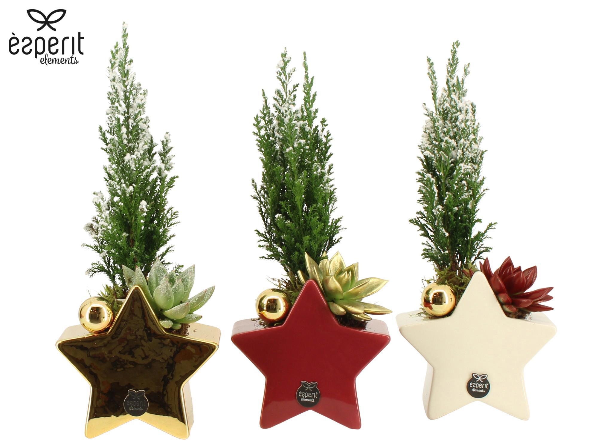 62018: X-mas arrangement, D 14