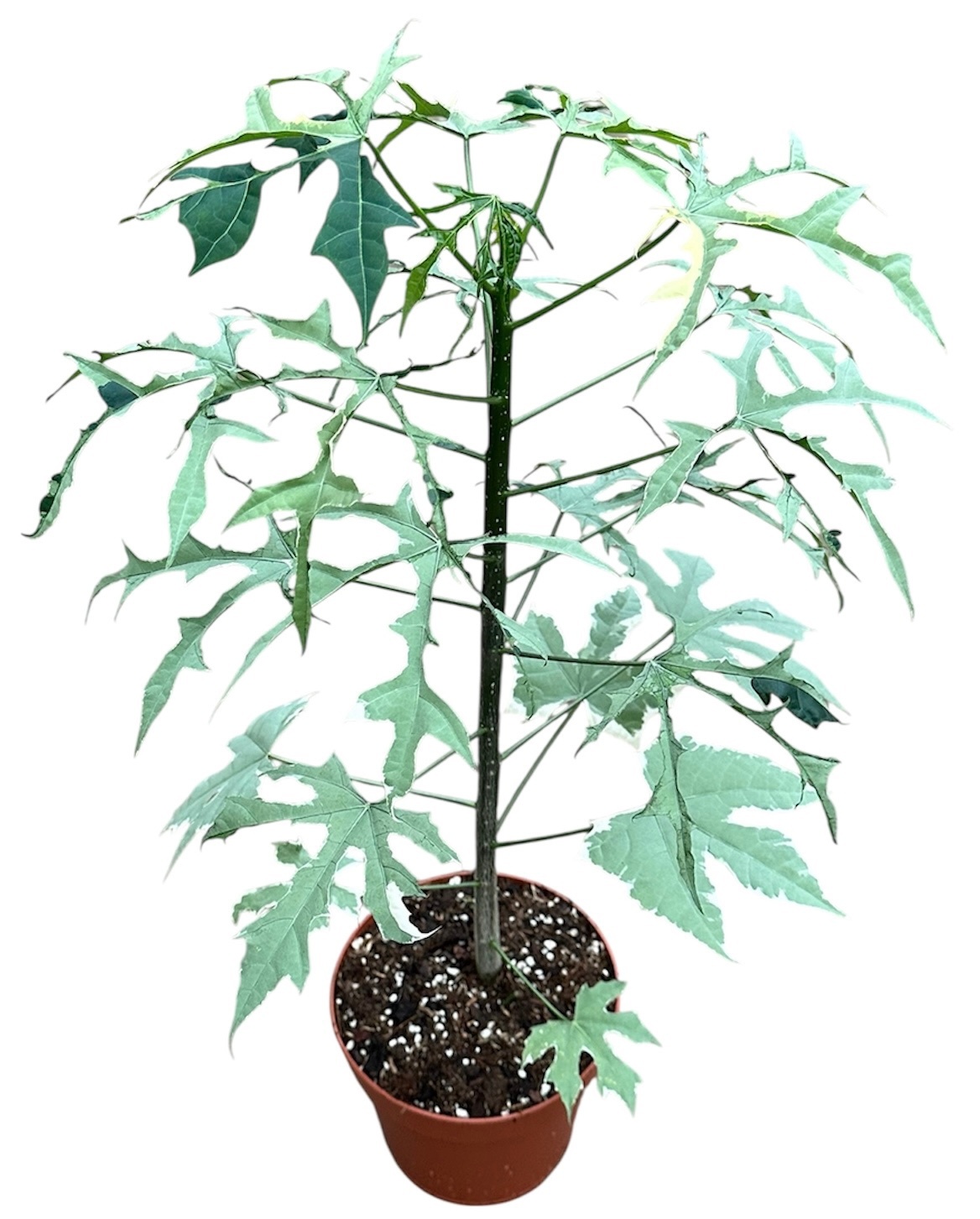 Cnidoscolus Aconitifolius Variegata, D 17