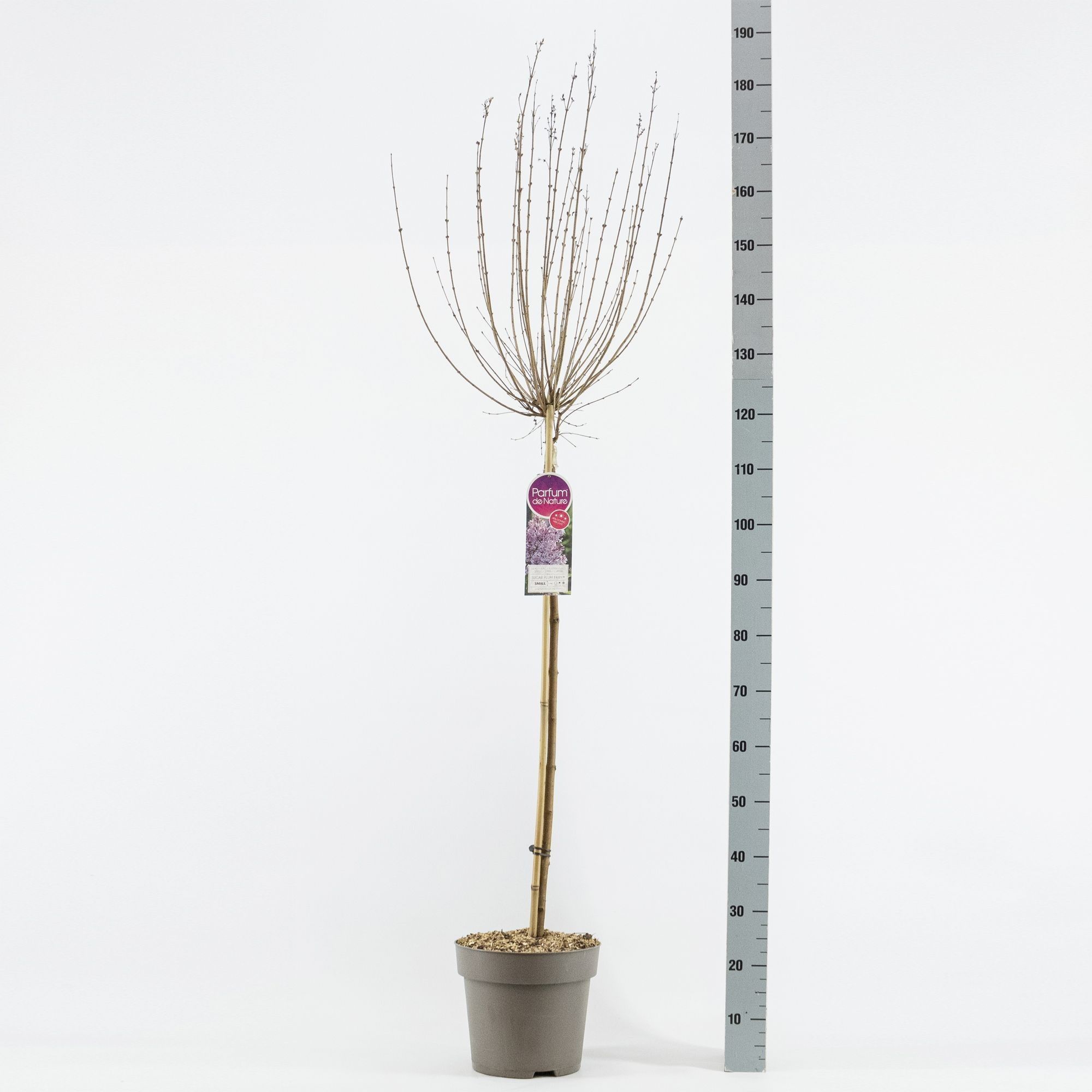 Syringa Sugar Plum Fairy‘ ®, stam 90, 2-jarig, C10, D 27 cm Syringa Sugar Plum Fairy‘ ®, stam 90, 2-jarig, C10, D 27 cm