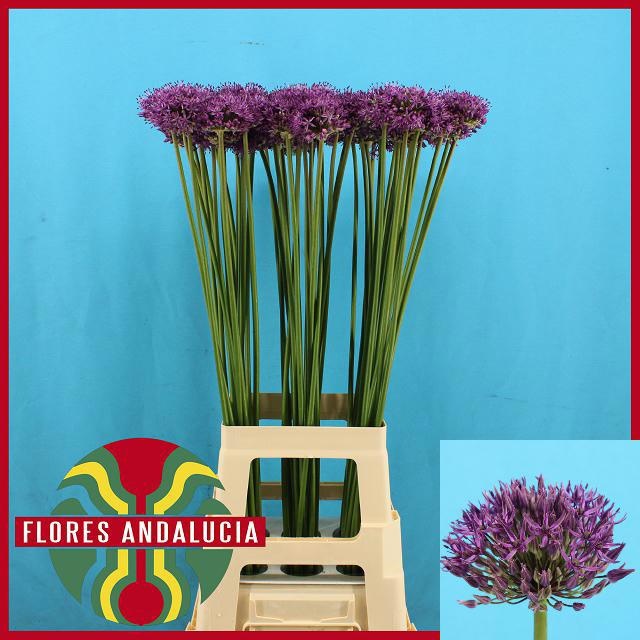 Аллиум Гладиатор 90 (фиолет.), шт.