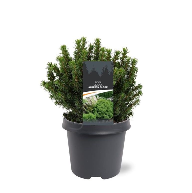 Picea glauca 'Alberta Globe', D 23