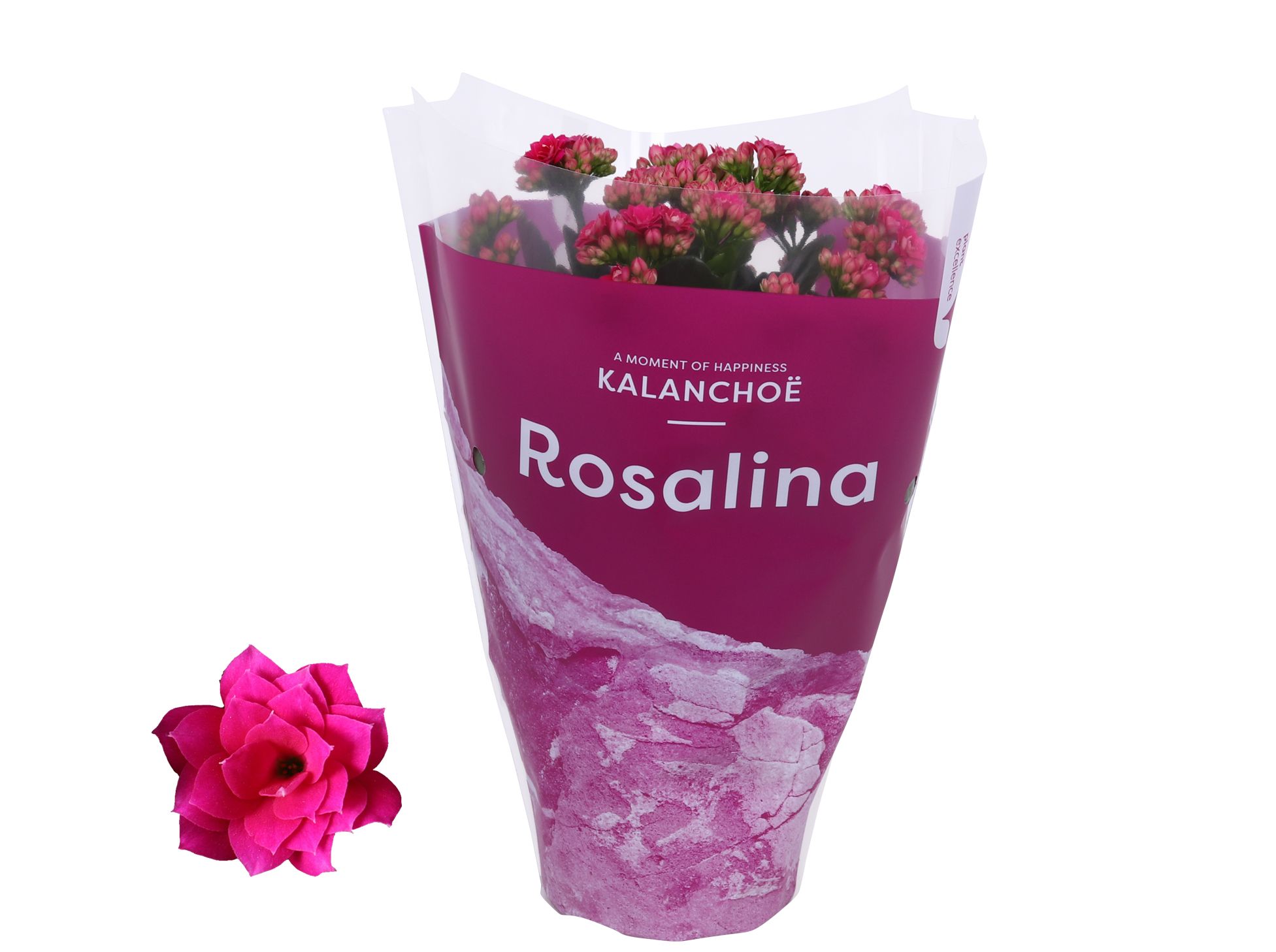Kalanchoe Rosalina 12cm TST Don Victorio, Paarse hoes, D 12 cm Kalanchoe Rosalina 12cm TST Don Victorio, Paarse hoes, D 12 cm