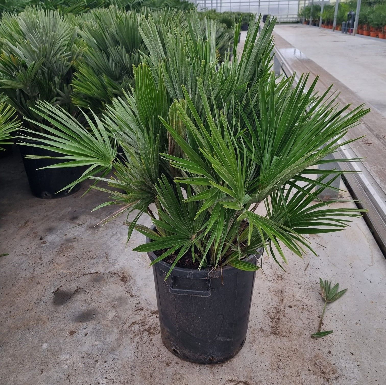 Chamaerops vulcano, D 40