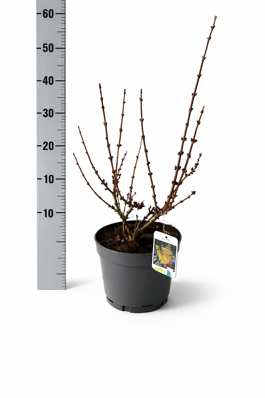 Forsythia Inter. Goldraush, D 23