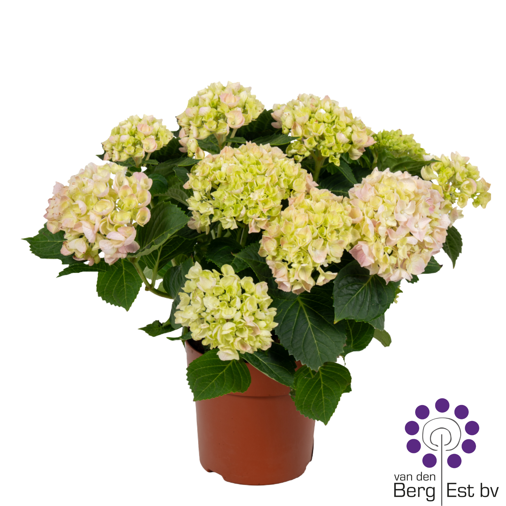 Hydrangea pink 4/6 flowers, D 14