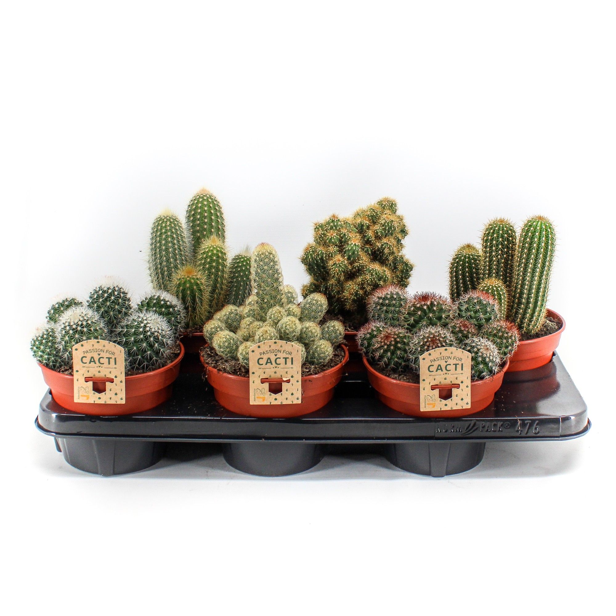 Cactus mix. 406 p15, D 15