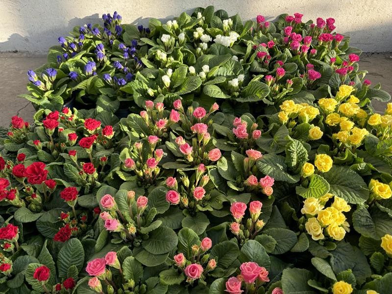 PRIMULA VULGARIS-HYBRID 'ROSEBUD', D 11