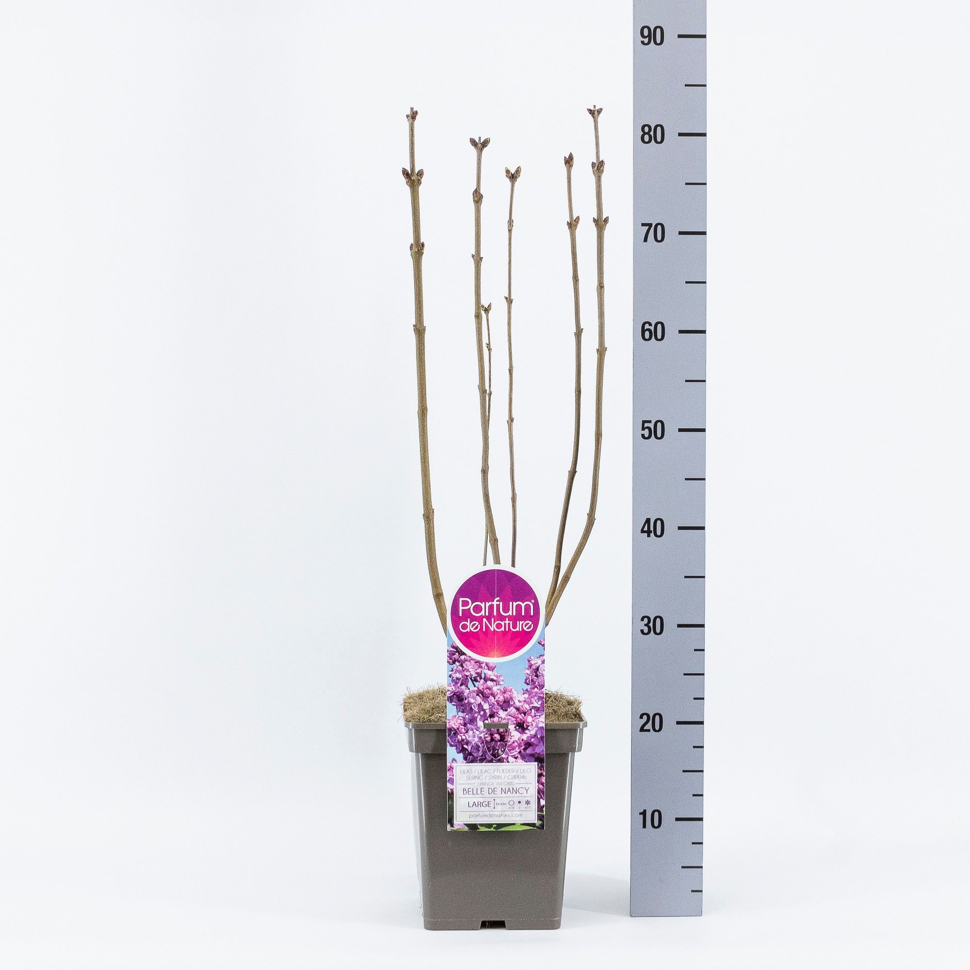 Syringa vul. Belle de Nancy, C5, D 23 cm