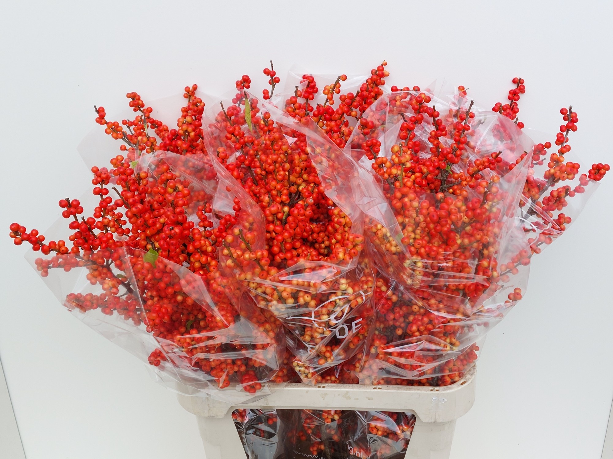 Илекс Аудайкс Оранж 90, шт.